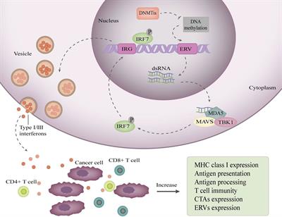 A New Trend in Cancer Treatment: The Combination of Epigenetics and Immunotherapy